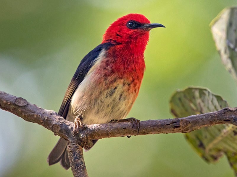 New Caledonian Myzomela - Lars Petersson | My World of Bird Photography