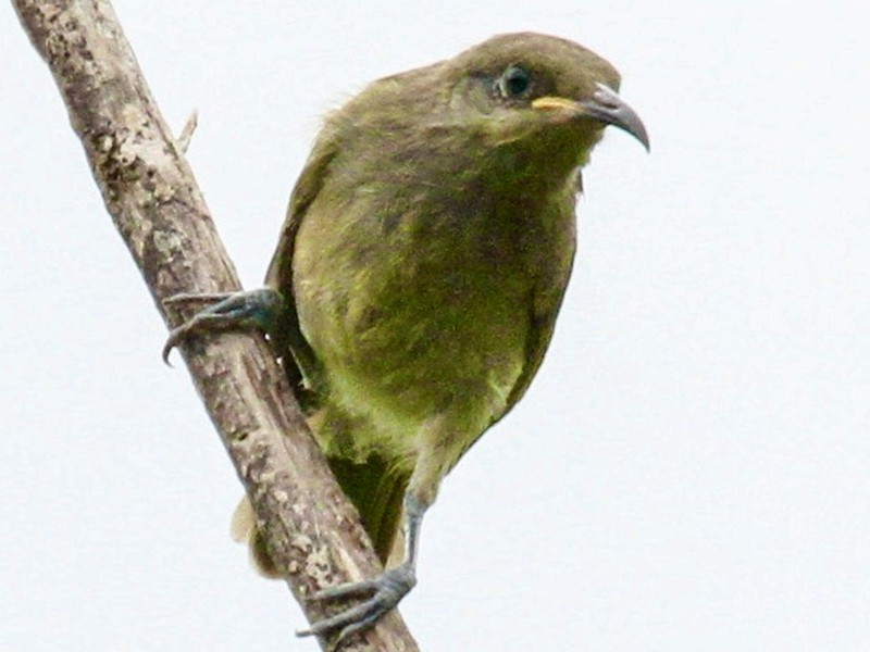 New Caledonian Myzomela - Connie Lintz