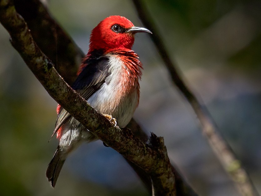 New Caledonian Myzomela - Lars Petersson | My World of Bird Photography