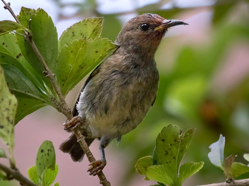 New Caledonian Myzomela - Lars Petersson | My World of Bird Photography