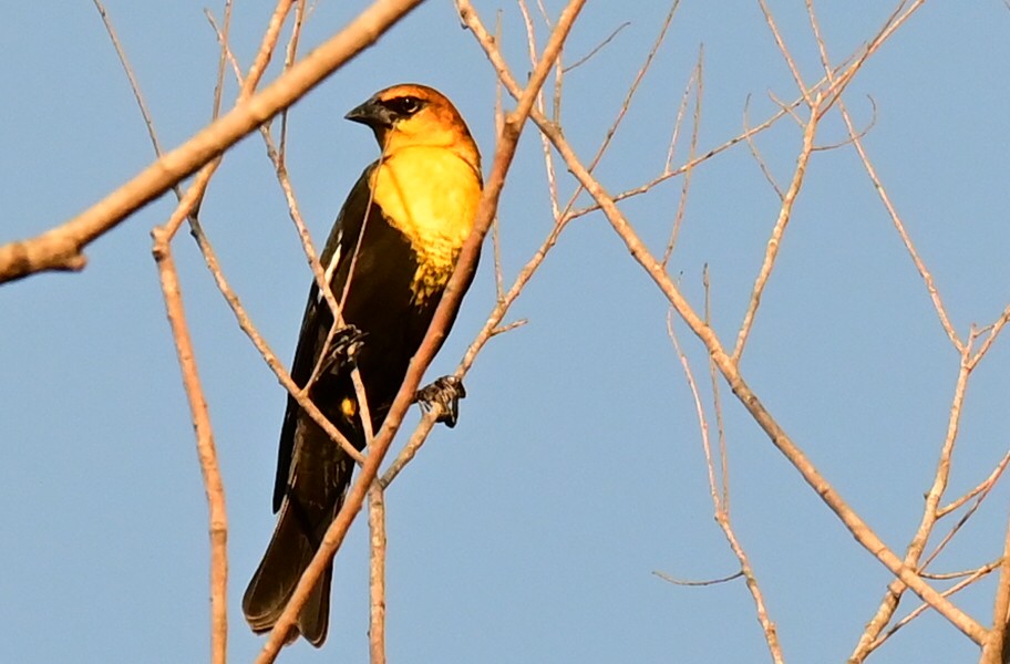 Yellow-headed Blackbird - Karen Harnish