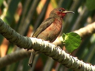Weibchen / Immature (Cardinal) - Josep del Hoyo - ML374497511