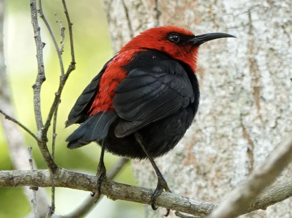 Cardinal Myzomela - eBird
