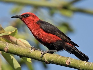 Cardinal Myzomela - eBird