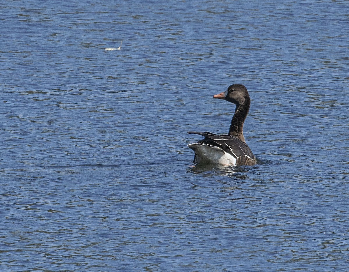 Greater White-fronted Goose - ML374497611