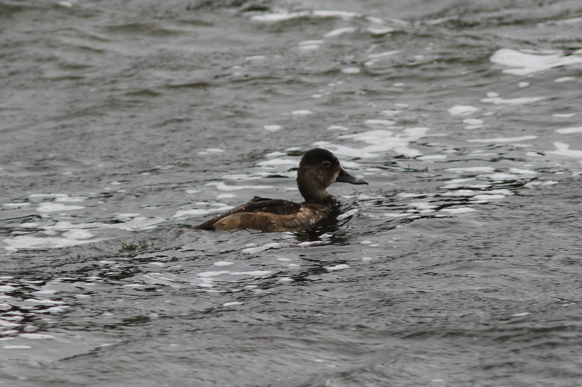 Ring-necked Duck - Tom Beeke