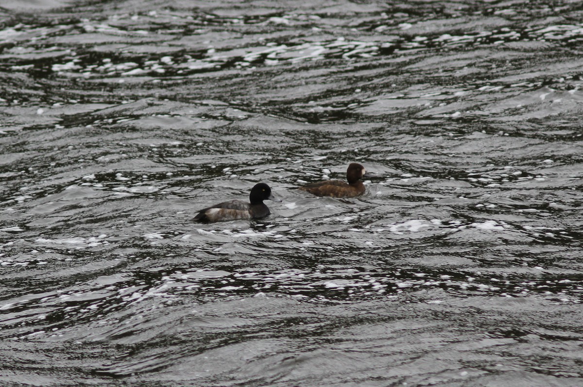 Greater Scaup - ML374501021