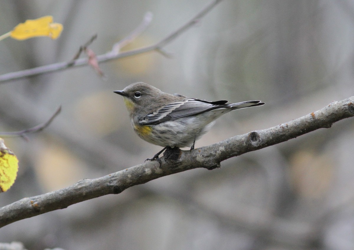 Yellow-rumped Warbler (Audubon's) - ML374501311