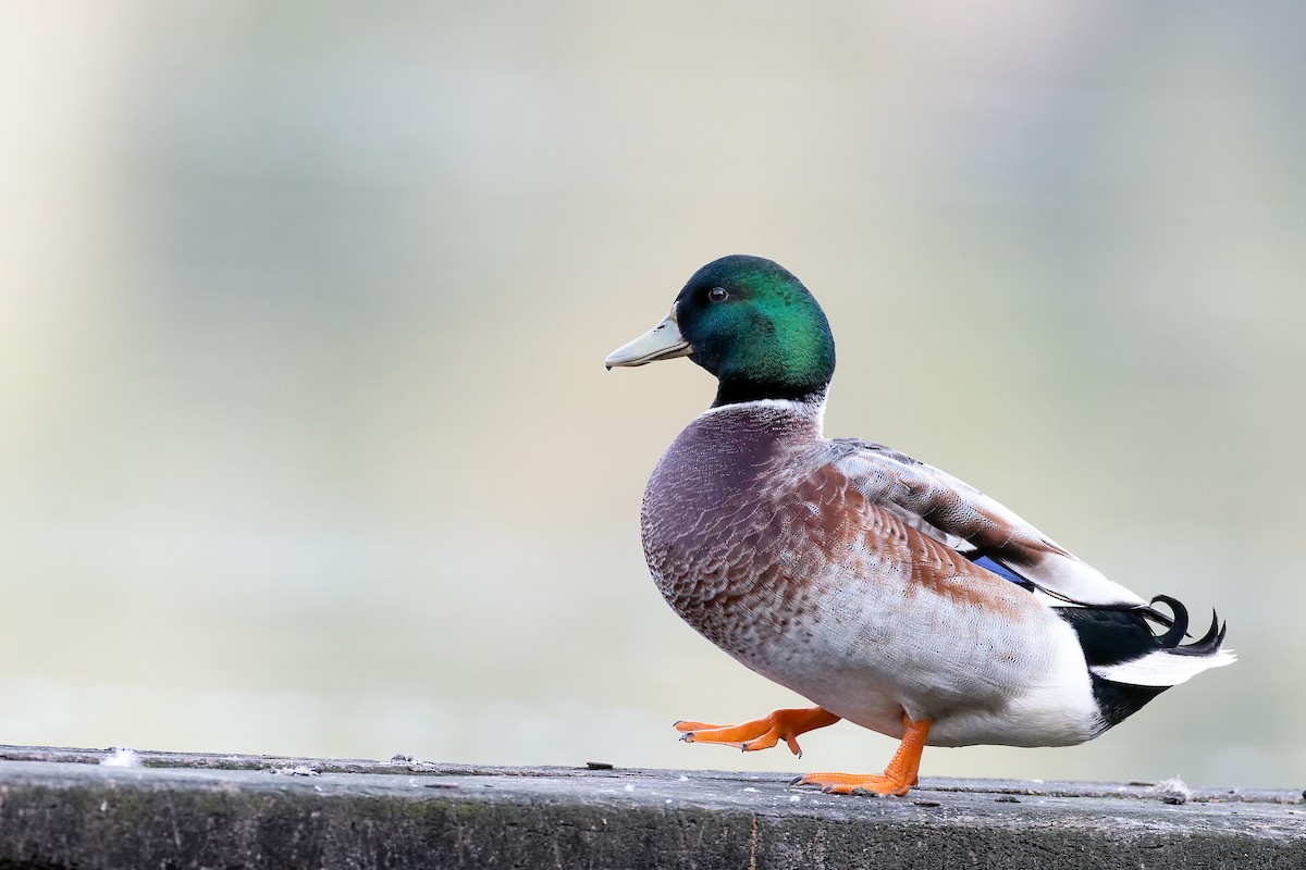 Mallard (Domestic type) - ML374502921