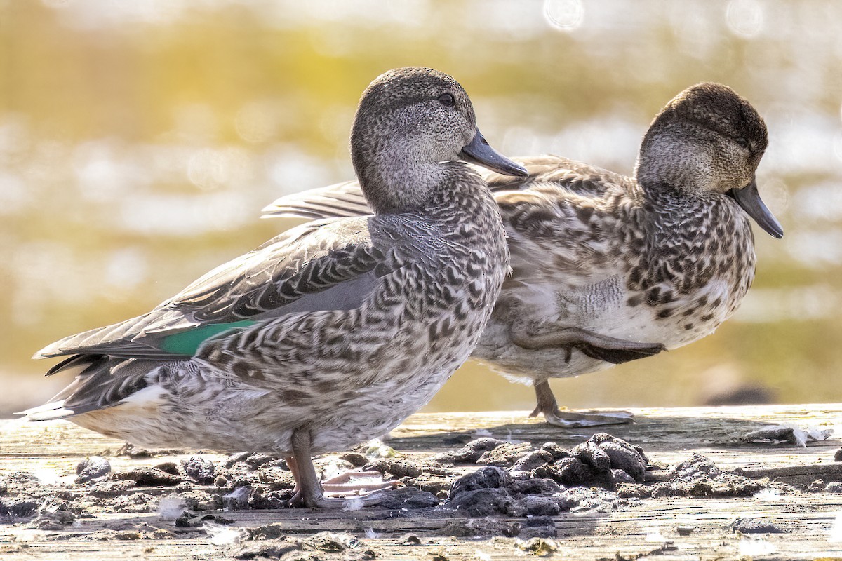 Green-winged Teal - ML374507711