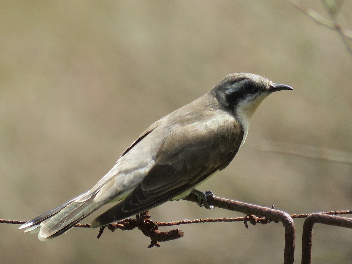 Black-eared Cuckoo - ML374509741