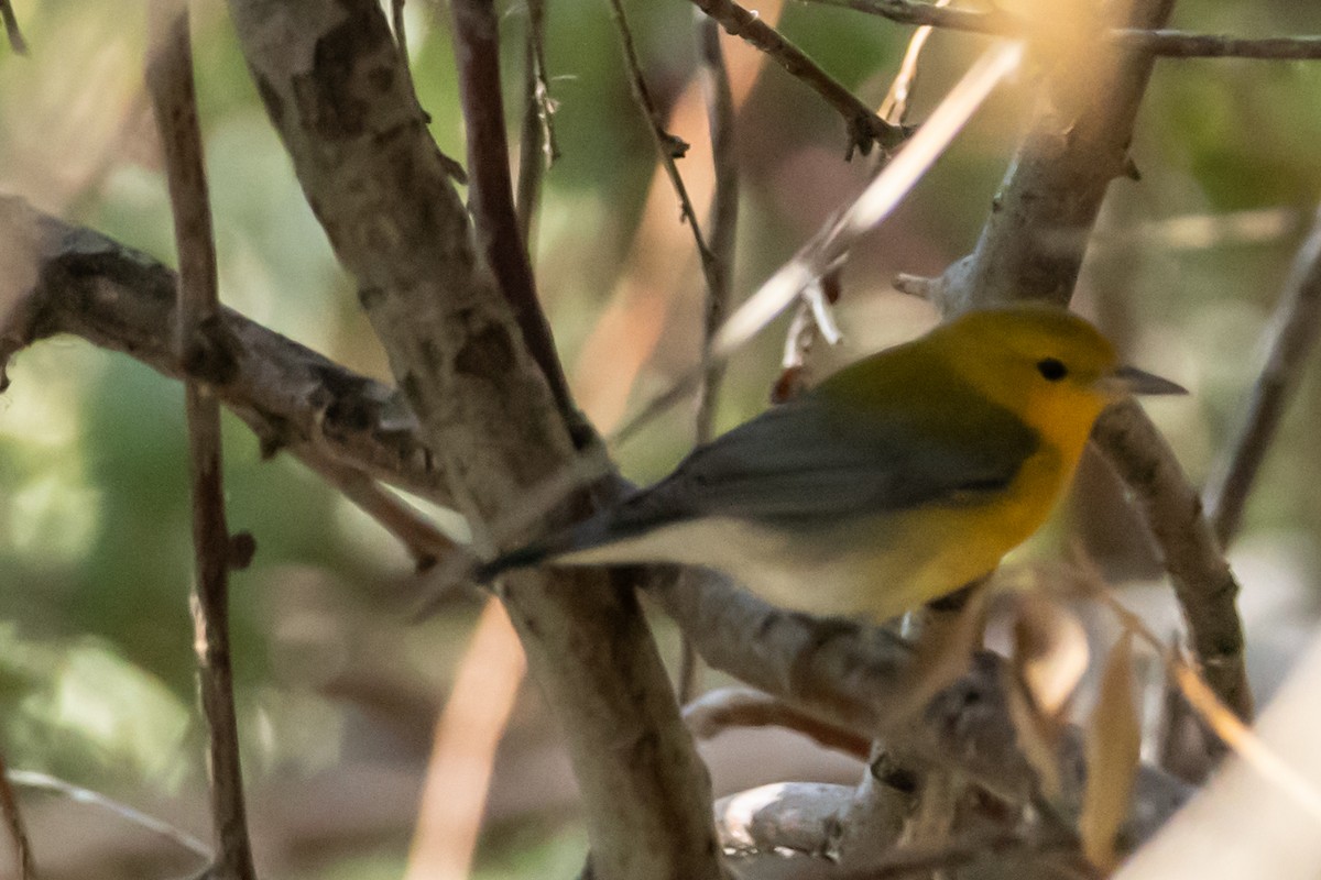 Prothonotary Warbler - ML374510811