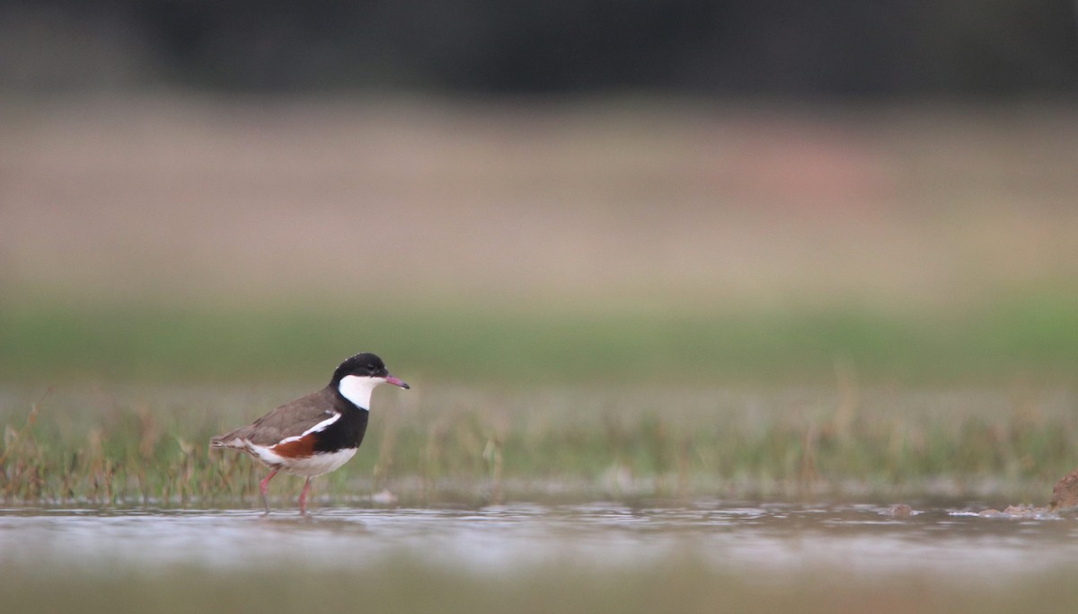 Red-kneed Dotterel - ML374511601