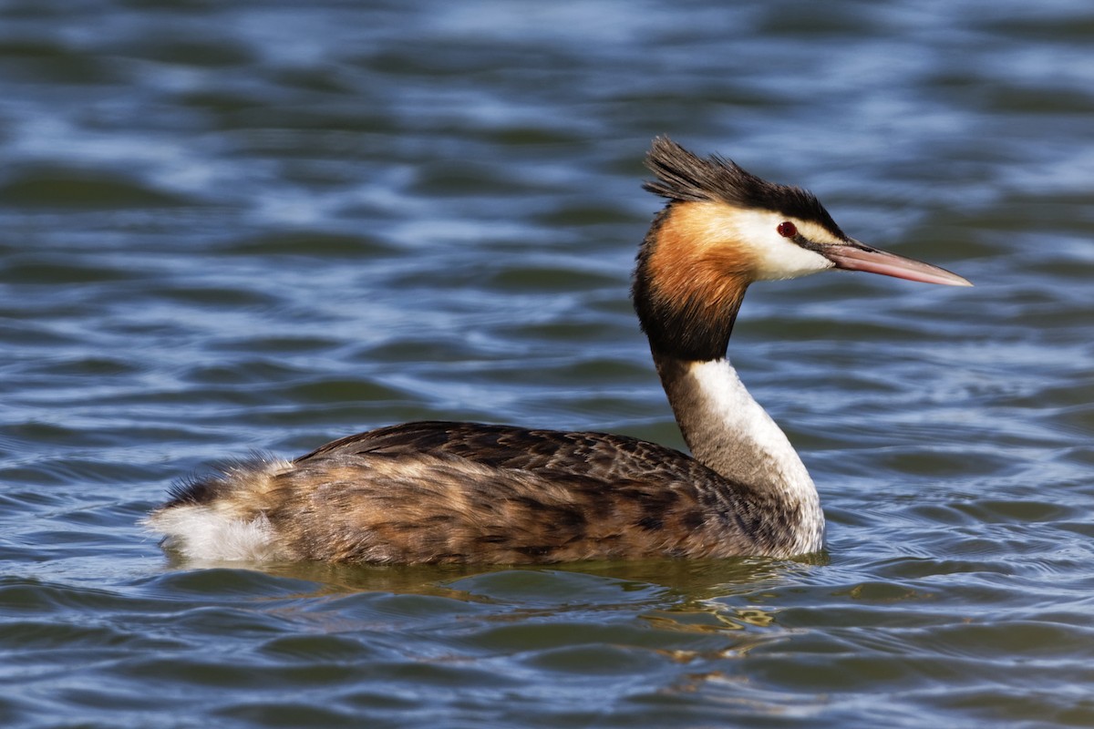 Great Crested Grebe - ML374512911