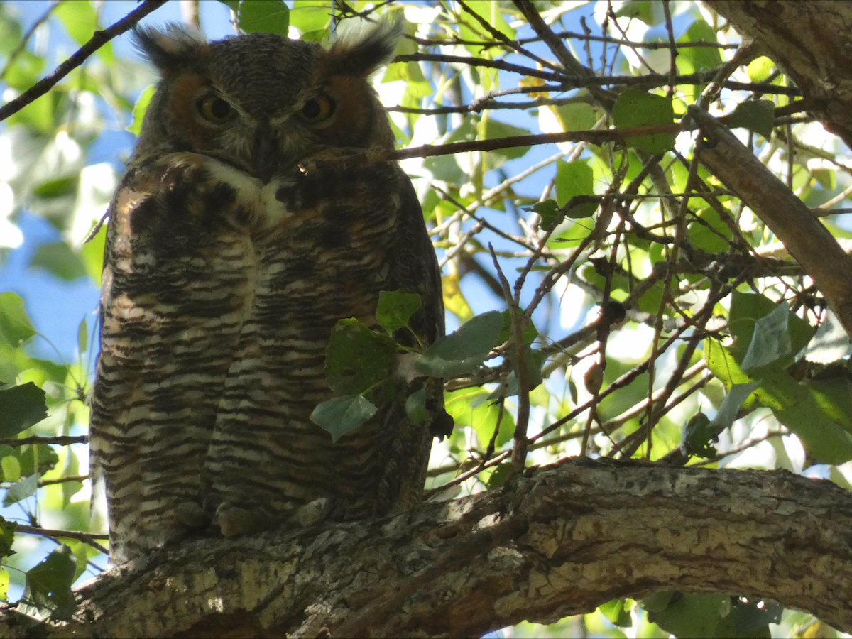 Great Horned Owl - ML374514001