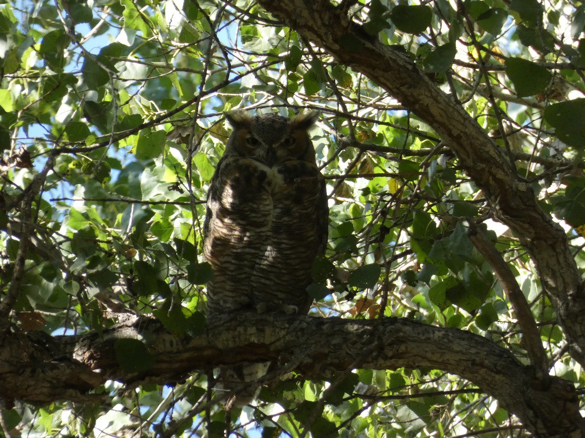 Great Horned Owl - ML374514321