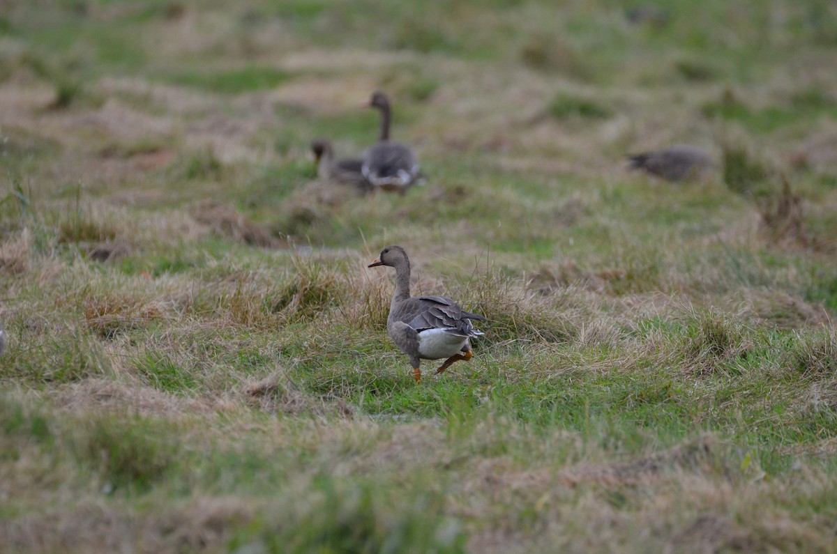 Greater White-fronted Goose - ML374516981
