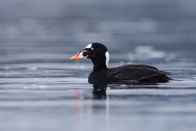 アラナミキンクロ Ebird