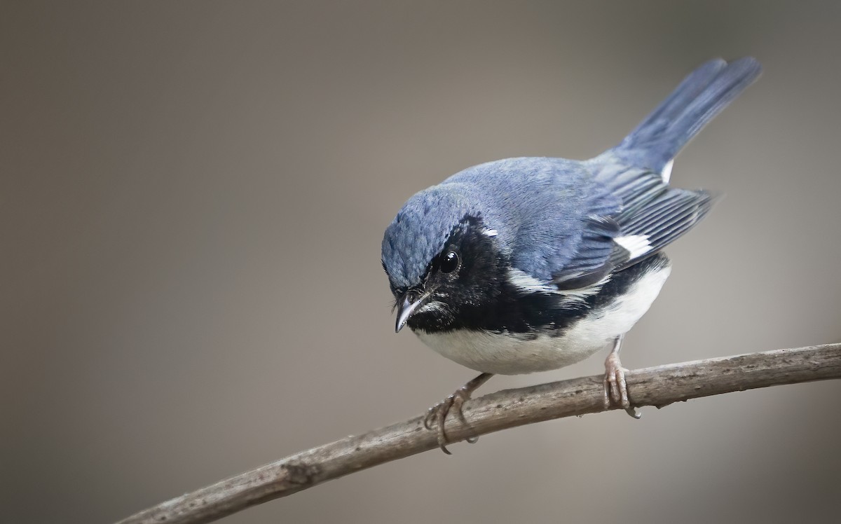 Black-throated Blue Warbler - Derek Hameister