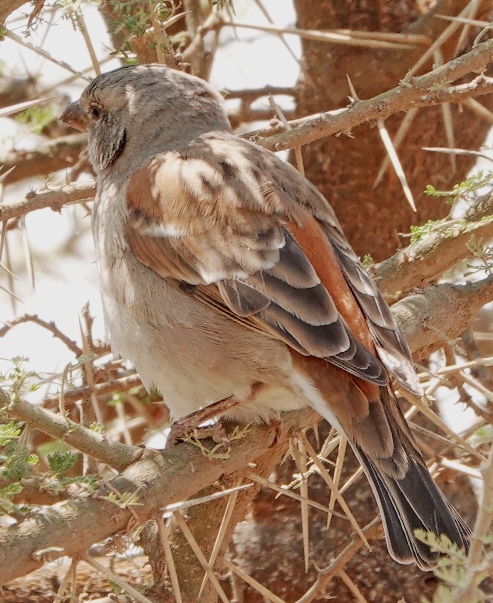 Swahili Sparrow - ML374529961