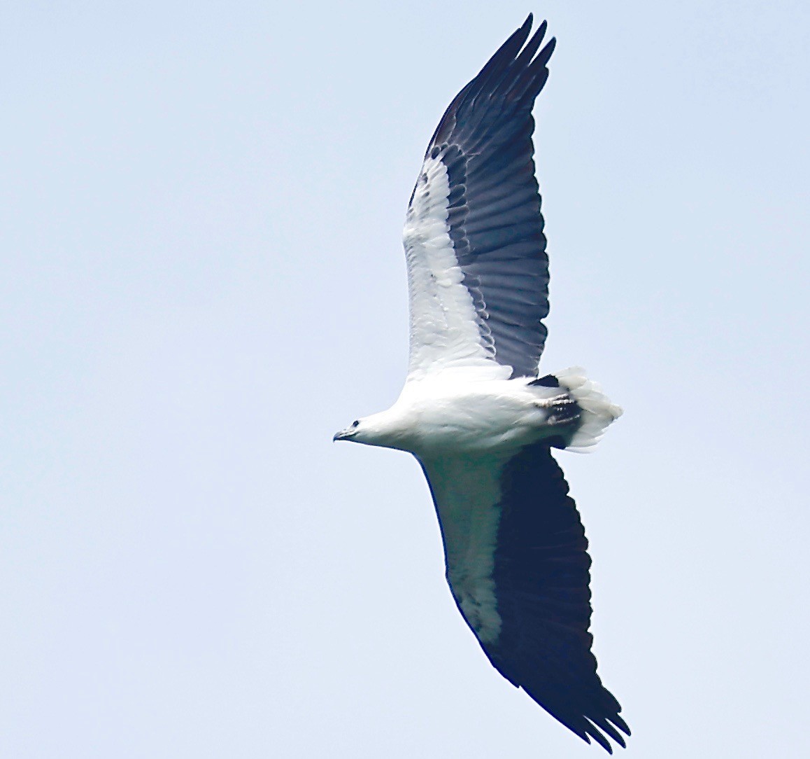 White-bellied Sea-Eagle - Mark  Hogarth