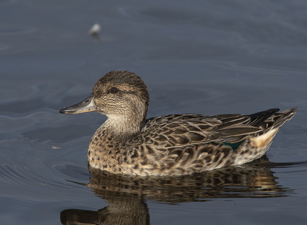 Green-winged Teal - Ronnie d'Entremont