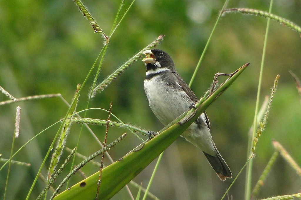 Double-collared Seedeater - ML37454831