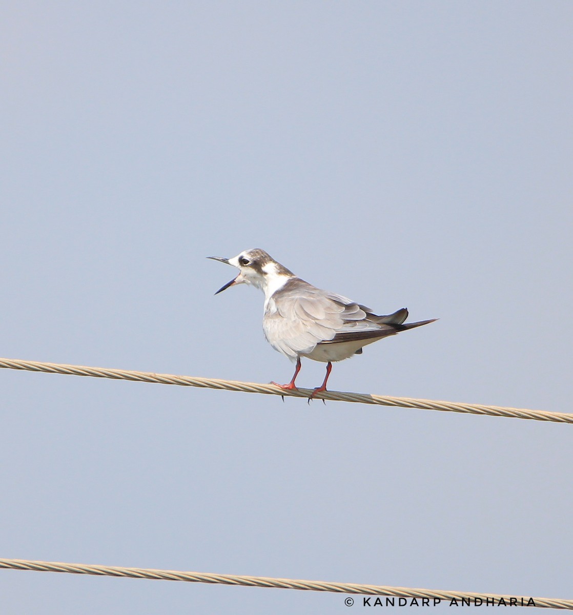 White-winged Tern - ML374548341