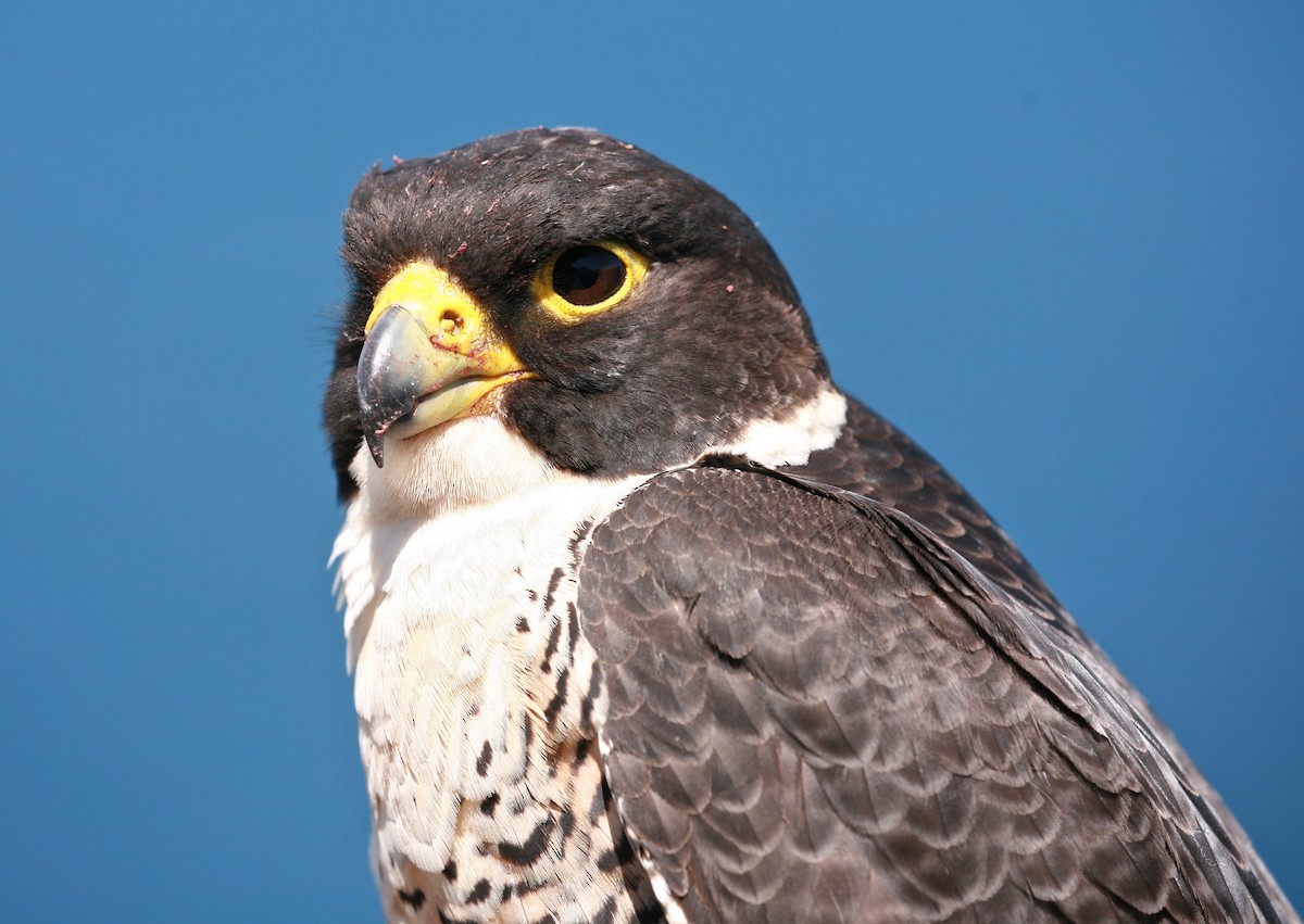 Peregrine Falcon (Australian) - ML37455431