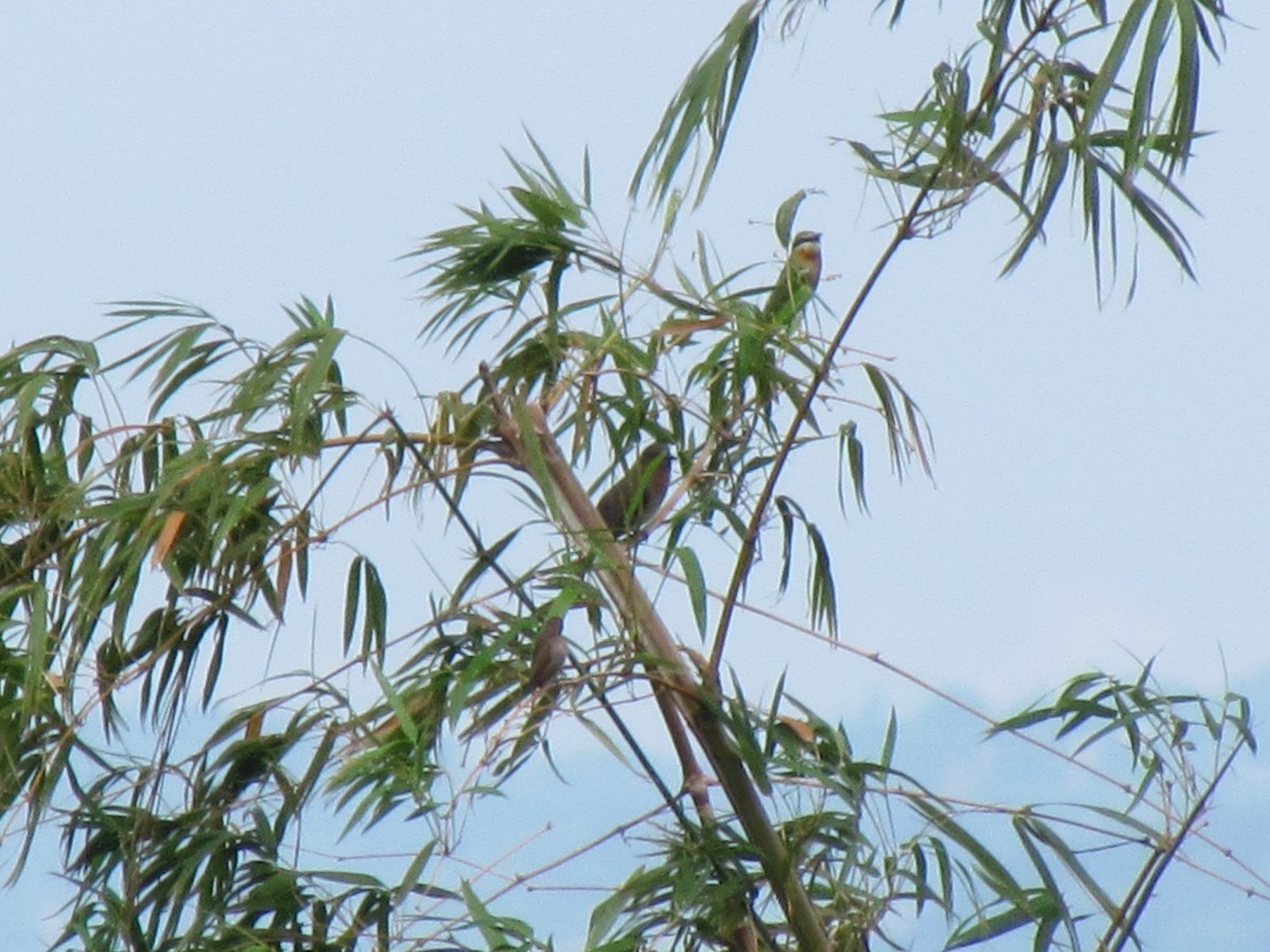 Blue-tailed Bee-eater - ML374561381