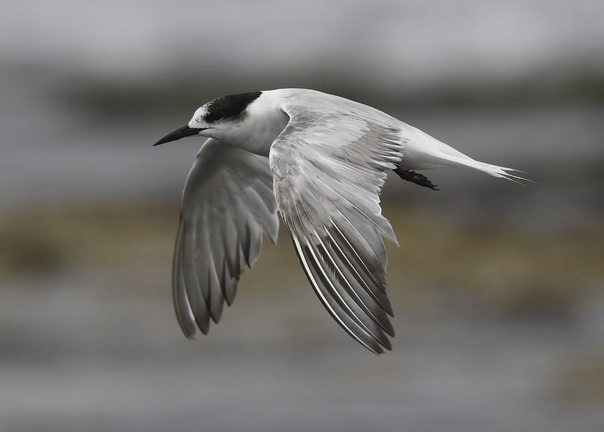 Common Tern (longipennis) - ML374569181