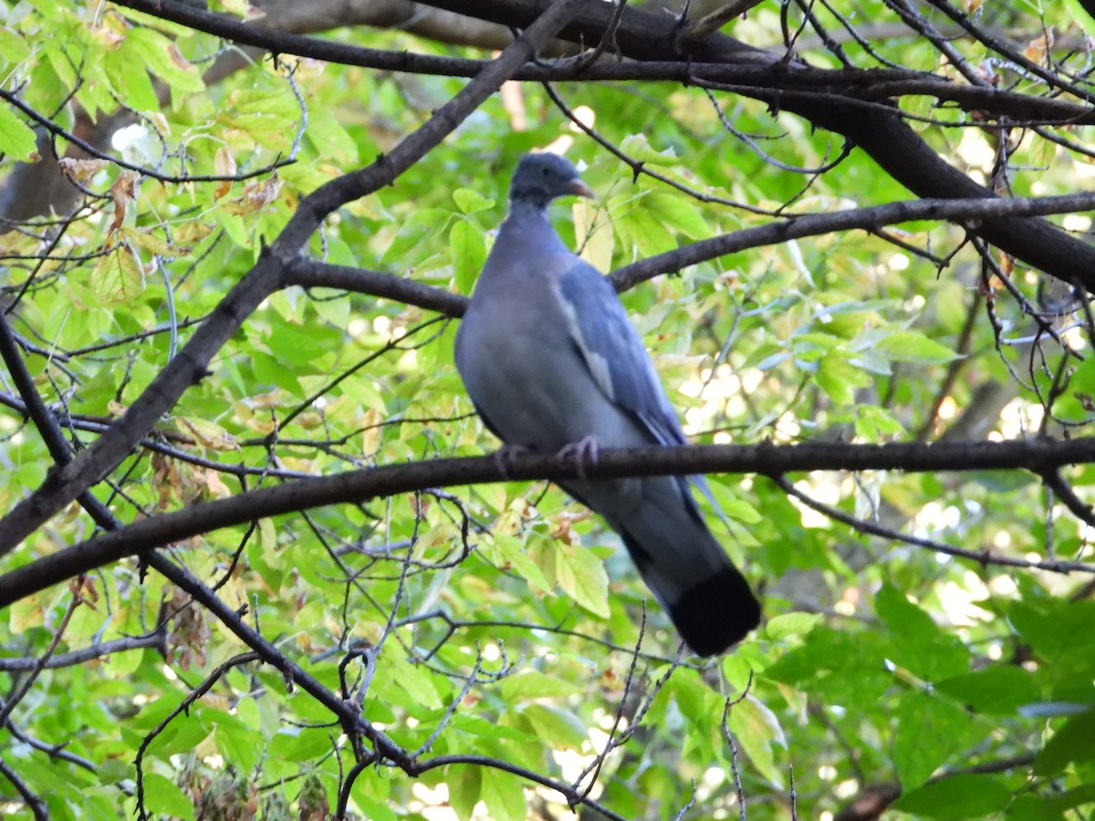 Common Wood-Pigeon - ML374571311