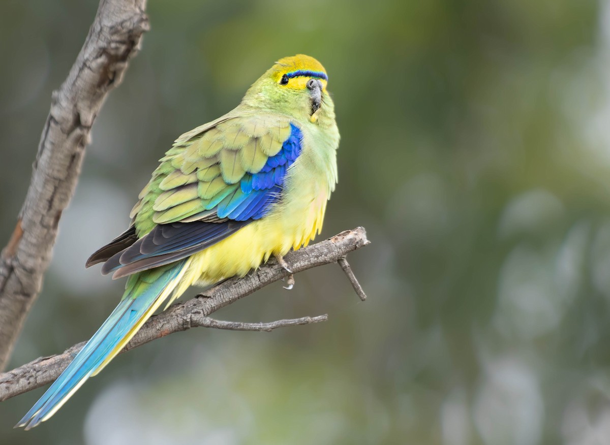 Blue-winged Parrot - Zebedee Muller