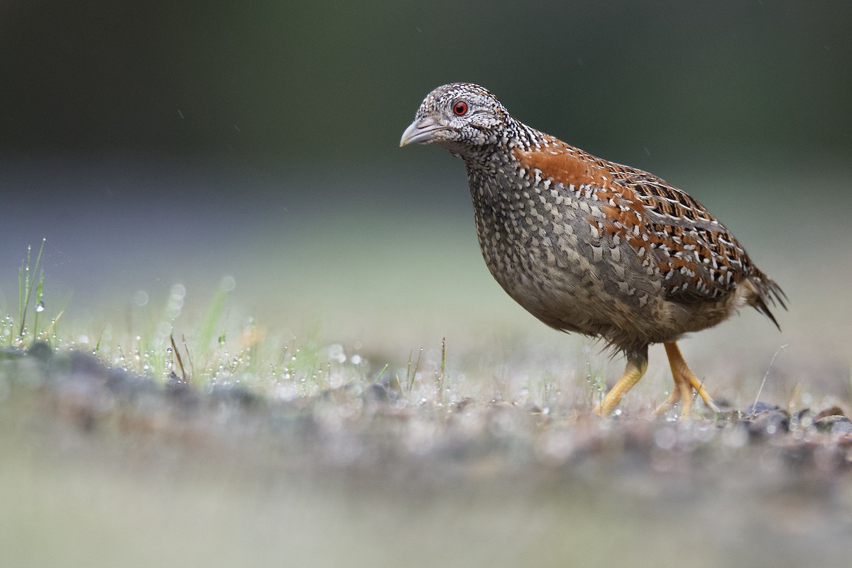 Painted Buttonquail - ML374579341