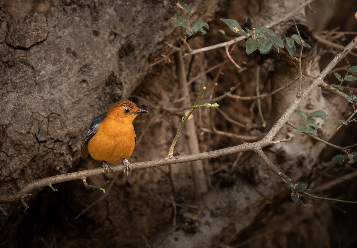 Red-capped Robin-Chat - ML374580351