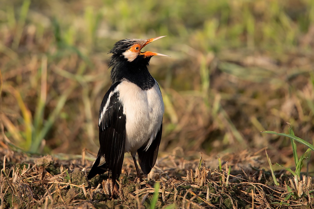 Asian Pied Starling (Asian) - ML374580541