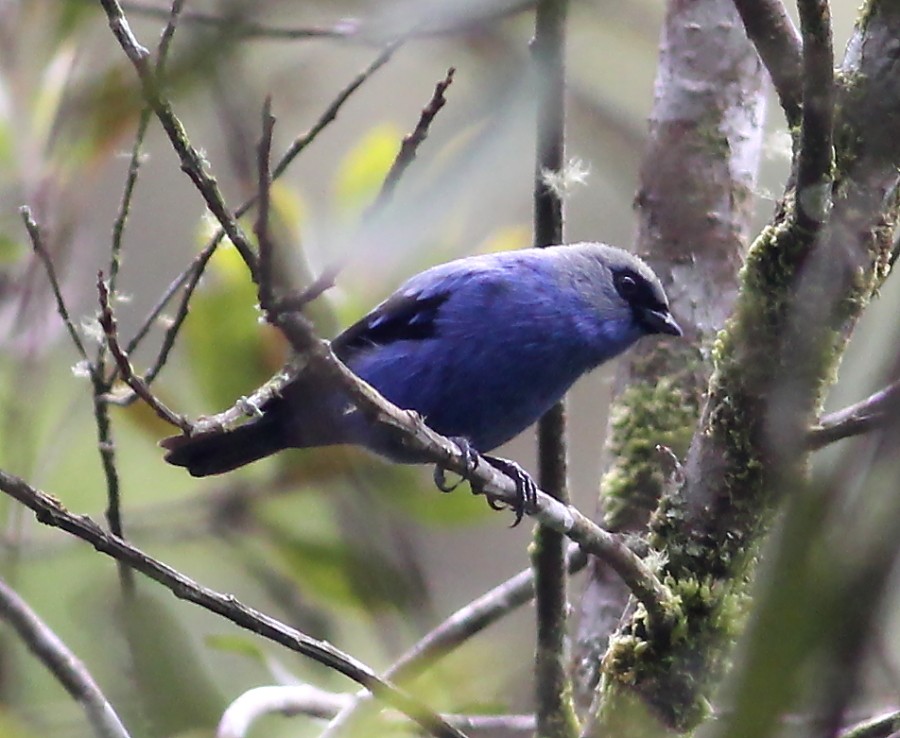 Blue-and-black Tanager - ML37458381