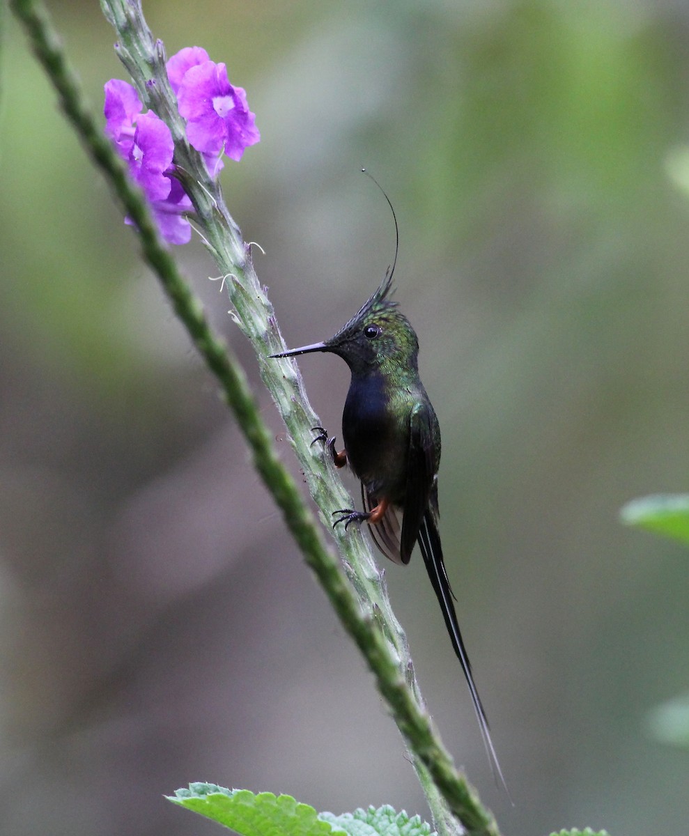 Wire-crested Thorntail - ML37458631