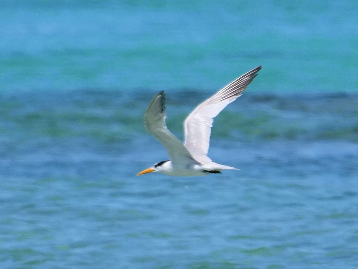 Great Crested Tern - ML374589881