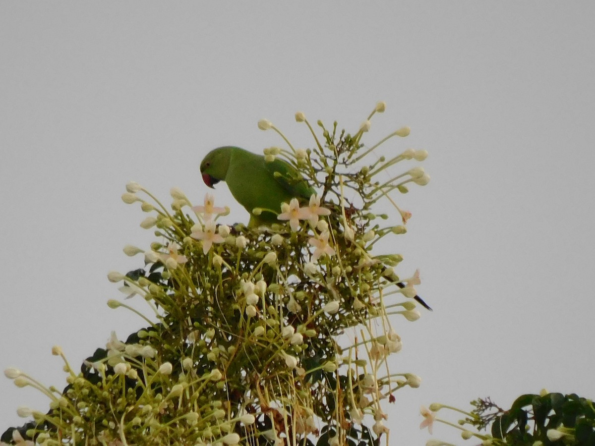 鸚鵡目(parakeet sp.) - ML374592881