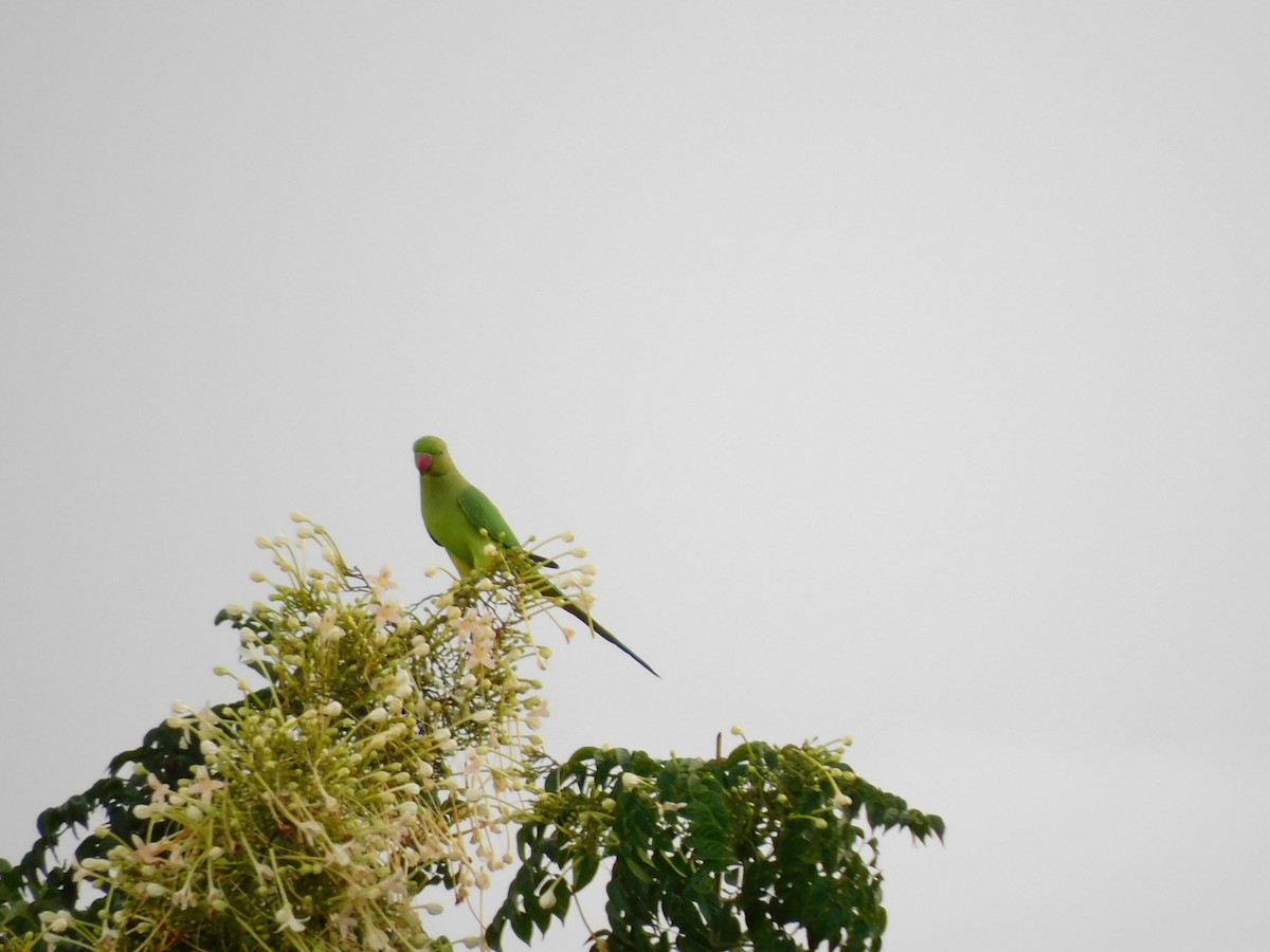 鸚鵡目(parakeet sp.) - ML374593831