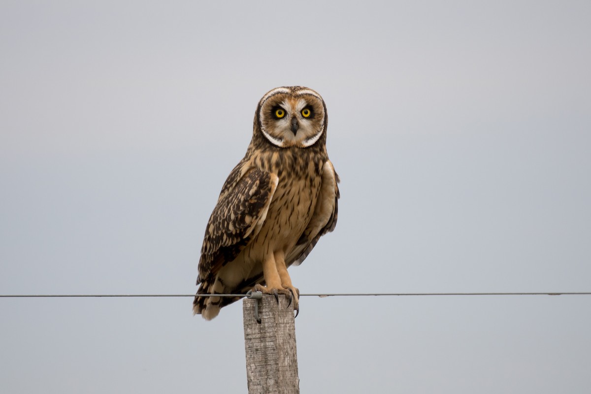 Short-eared Owl - ML374596021