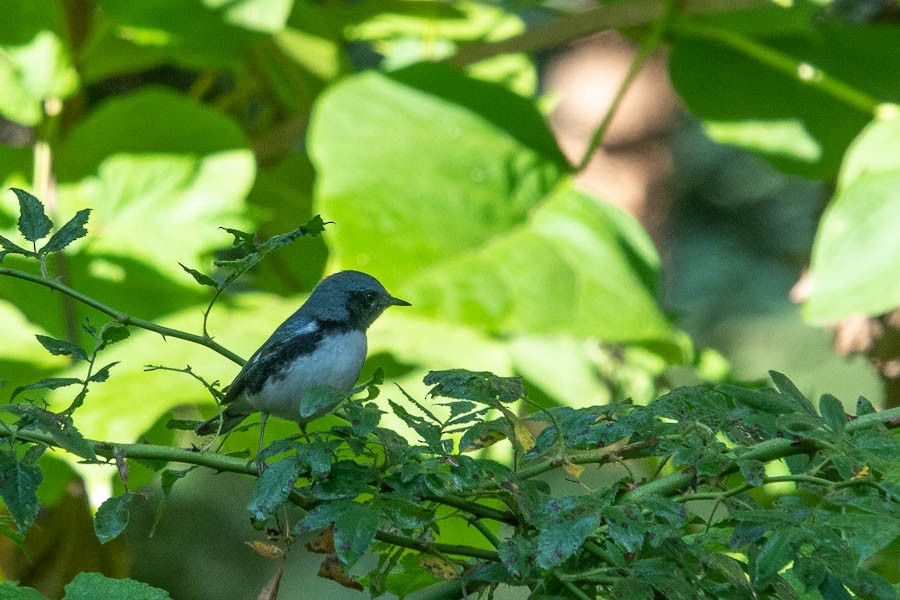 Black-throated Blue Warbler - ML374604011