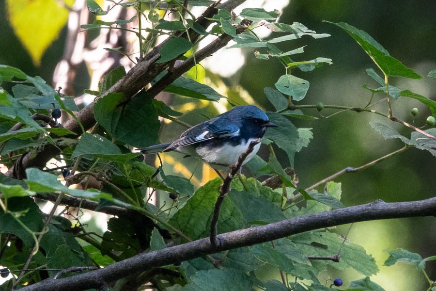 Black-throated Blue Warbler - ML374604171
