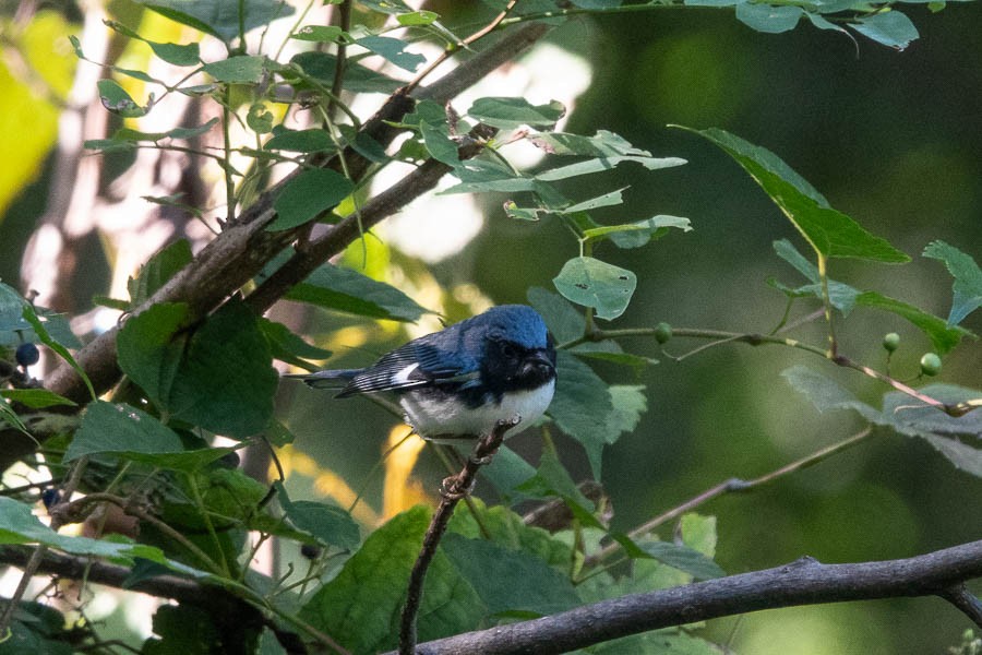 Black-throated Blue Warbler - ML374604181