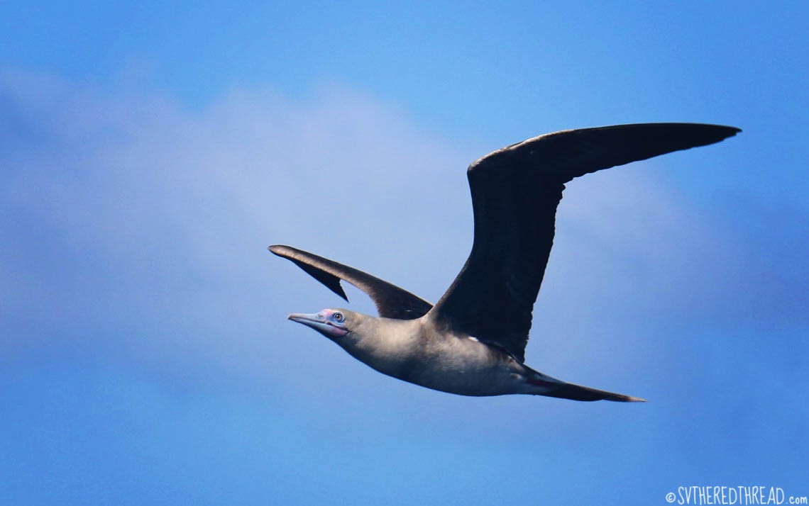 Red-footed Booby - Birding Aboard