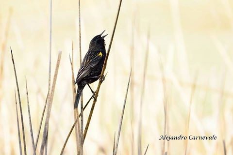 Yellow-winged Blackbird - COA ROCA ÑACURUTÚ