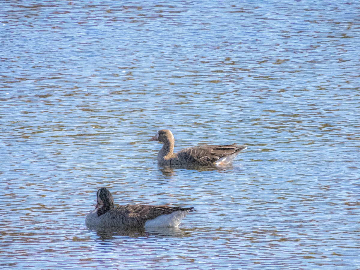 Greater White-fronted Goose - ML374609851