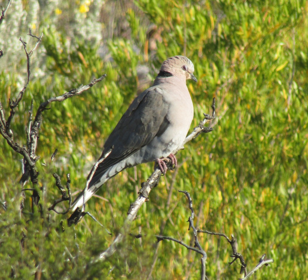 Red-eyed Dove - ML374612191