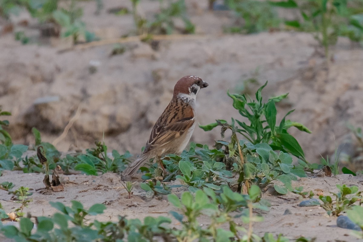 Eurasian Tree Sparrow - Peter Kennerley
